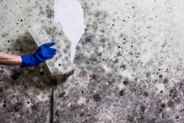 Best Local Mold Removal Service  in Bokeelia, FL